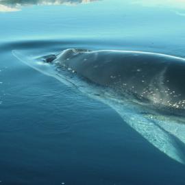 Minke Whale at Scott Base