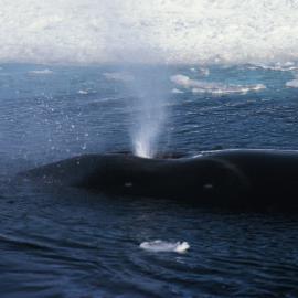 Minke Whale 