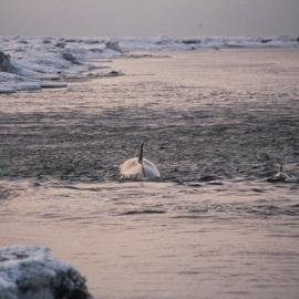Two Killer Whales Patroling Ice Edge