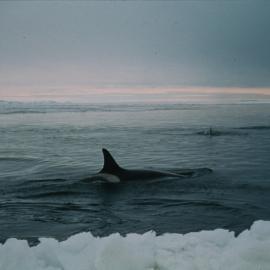 Killer Whales at Ice Edge