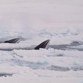 Two Minke Whales in Sea Ice
