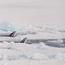 Two Minke Whales in Sea Ice