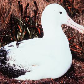 Souther Royal Albatross