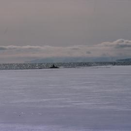 Orca at Ice Edge