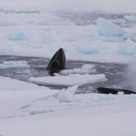 Two Minke Whales in Broken Sea Ice