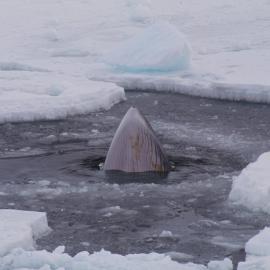 Minke Whale Breathing
