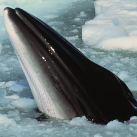 Minke Whale Breathing