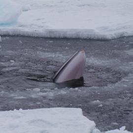 Minke Whale in Broken sea Ice