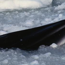 Minke Whale in Broken sea Ice