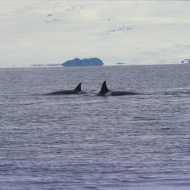 Two Orca