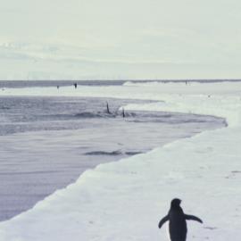 Emperors and Adelies watch as Two Whales Patrol the Ice edge