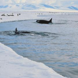 Two Orca at the Ice Edge