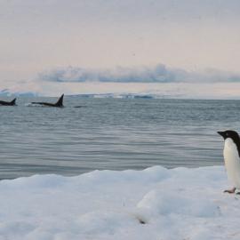 Adelie Penguins watching as a Pod of Orca Pass By
