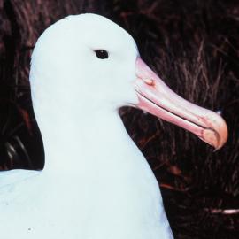 Southern Royal Albatross