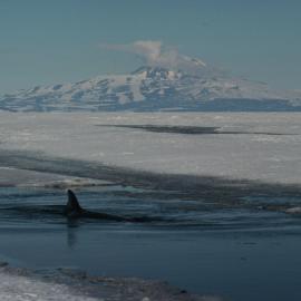 Minke Whale Surfacing through Sea Ice