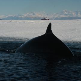 Minke Whale Breaching