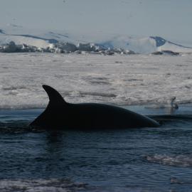 Minke Whale Breaching