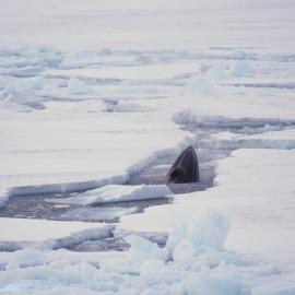 Minke Whale in Broken sea Ice