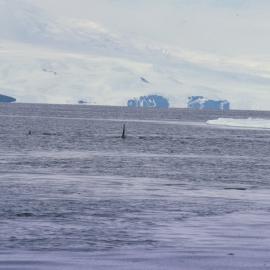 Whale at Ice Edge