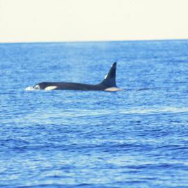 Orca Breaching