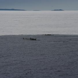 Pod of Orca