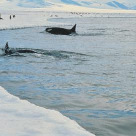 Orca at Ice Edge