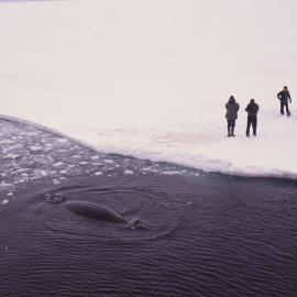 Ice Breaker Crew on Sea ice Watching a Minke Whale