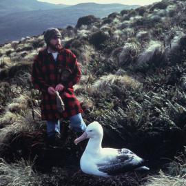 Royal Albatross and nest