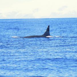 Orca Breaching