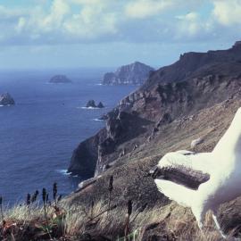 Royal Albatross , Campbell Island