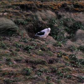 Royal Albatross , Campbell Island