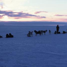 Fifteen Huskies, Cape Royds