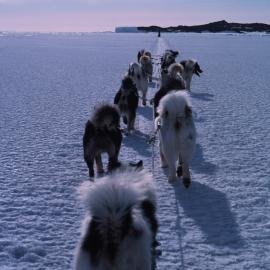 Fifteen huskies following toboggan, South of Cape Royds