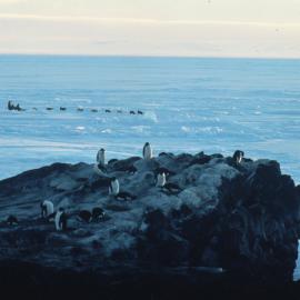 Dog Team on Sea Ice