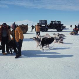 Dog Team Among vehicles