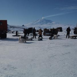 Transport Train Surrounded by Dogs
