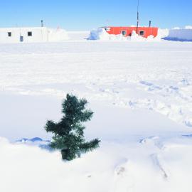 Willy Field Christmas Tree