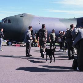 Dogs searching Luggage for Drugs before Boarding
