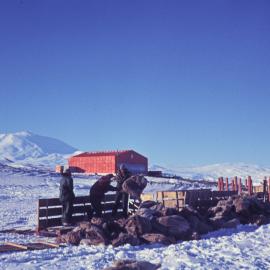 Sledge load of dog meat 