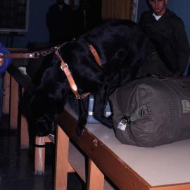 US Drug Dog Checking Luggage