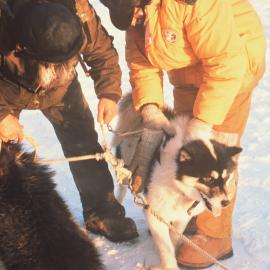 Nelson & Eaton unhitch huskies 