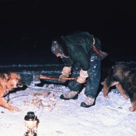 Feeding Dogs During Winter