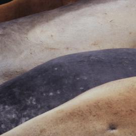 Kapitan Khlebnikov Tour: Elephant Seals 