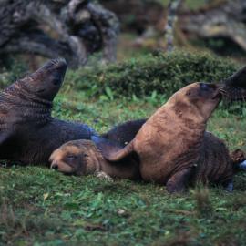 Kapitan Khlebnikov Tour: Hooker Sea Lion Pups 