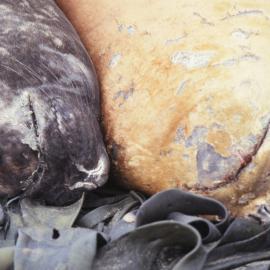 Sleeping Elephant Seals on McQuarie Island