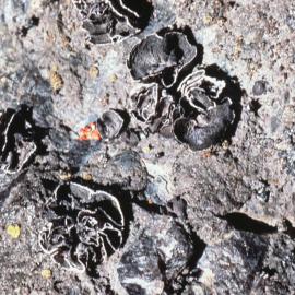 Umbilicaria, Rich Growths of Lichen in Area Immediate to Horseshoe Bay