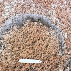 Large Buellia Specimen