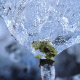 Prasiola Frozen in Ice, Close Up
