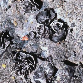 Umbilicaria, Rich Growths of Lichen in Area Immediate to Horseshoe Bay