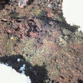Moss-Campylopus Pyriformis Brown Blue-Green Algal Crust on Geothermal Ground